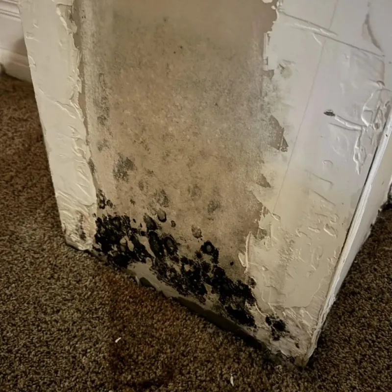 Professional Mold Removal in Alice, TX